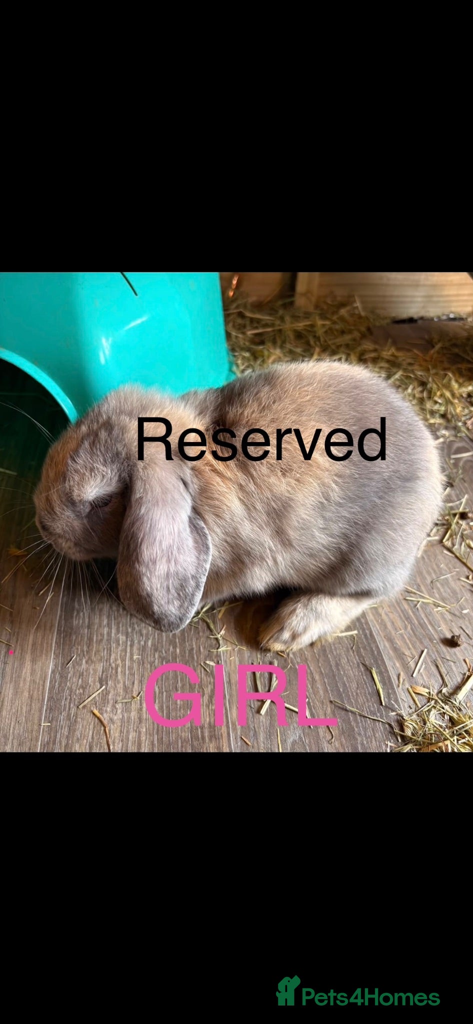 Mini Lop rabbits READY THIS SATURDAY 27/06 Lop eared Rabbits - Advert 2
