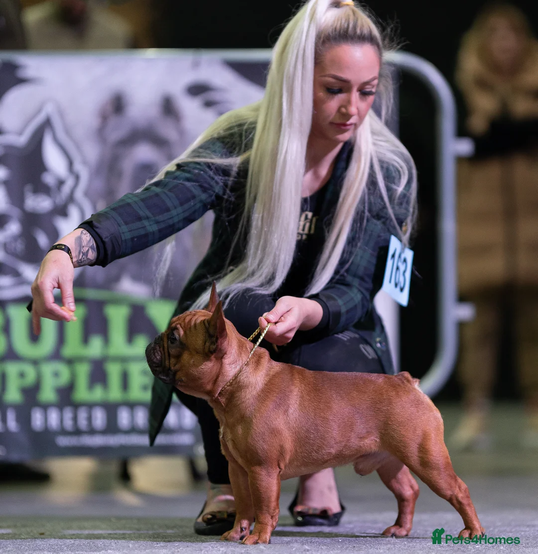 French Bulldog dogs for stud: 💥3x Ch Rocky of Empire OB UK💥FBCE Silver Tested in Doncaster - Advert 8