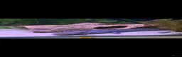 Axolotl reptiles for sale: Baby axolotls in Birmingham - Advert 3
