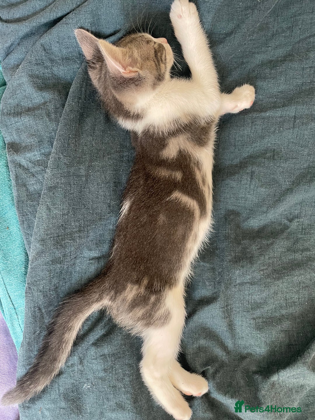 Bengal cats for sale: Two Bengal Cross kittens male and female - Image 13