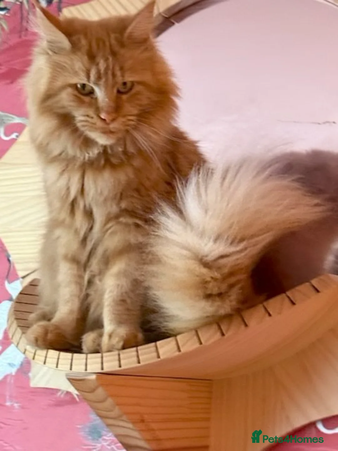 Maine Coon cats for sale: PURE BREED MAINE COON KITTENS - Advert 1
