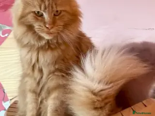 Maine Coon cats PURE BREED MAINE COON KITTENS - Advert 1