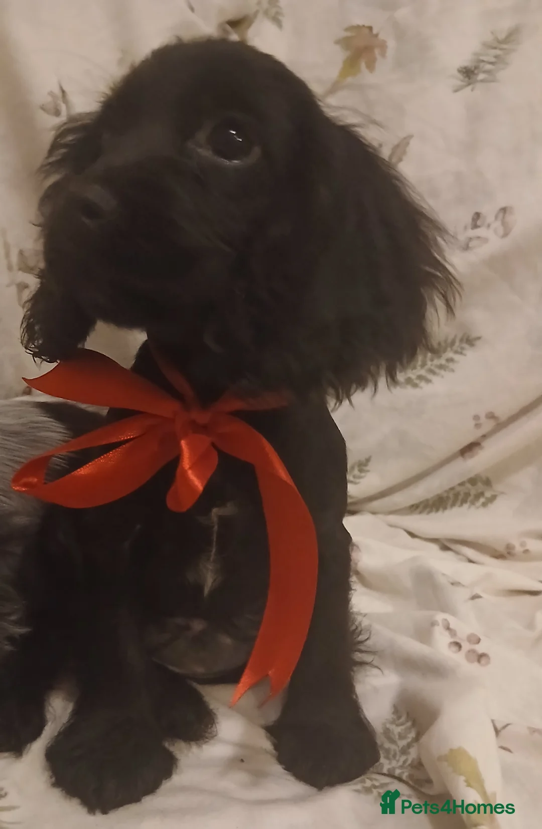 Cocker Spaniel dogs for sale: cocker spaniels - Advert 4