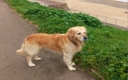 Golden Retriever dogs for sale: Gorgeous pedigree golden retriever puppies - Image 28