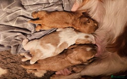 Mixed Breed dogs for sale: Adorable Cavapoo Puppies 🐶  - Image 16