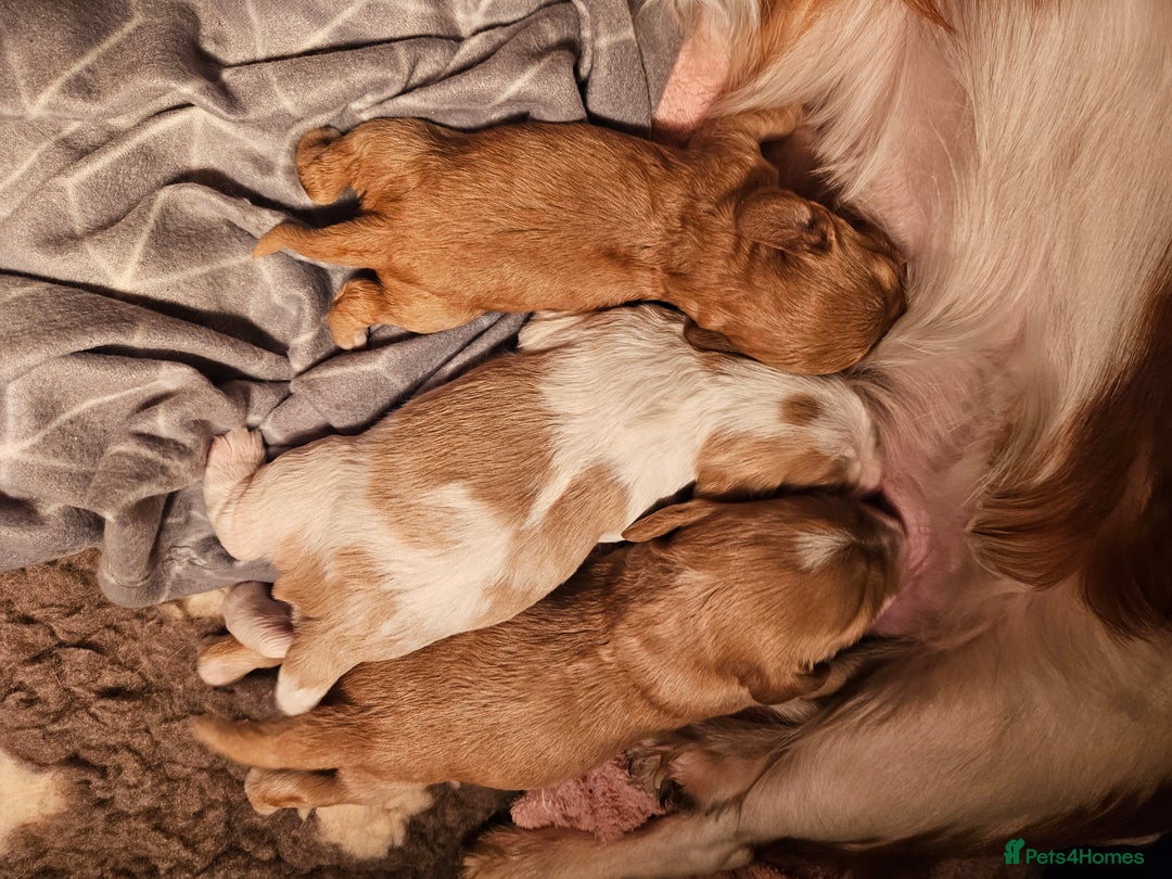 Mixed Breed dogs for sale: Adorable Cavapoo Puppies 🐶  - Image 16