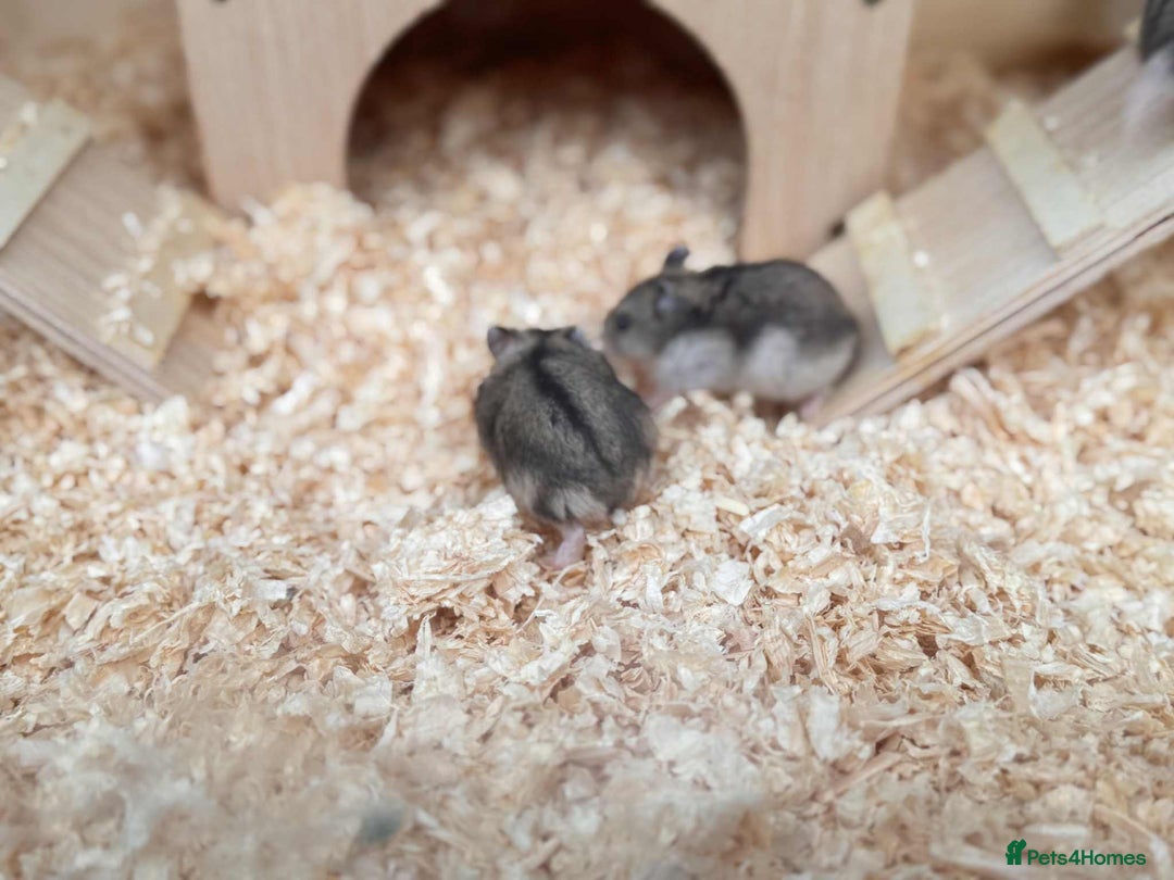 Hamster rodents for sale: Dwarf Hamster - Image 2
