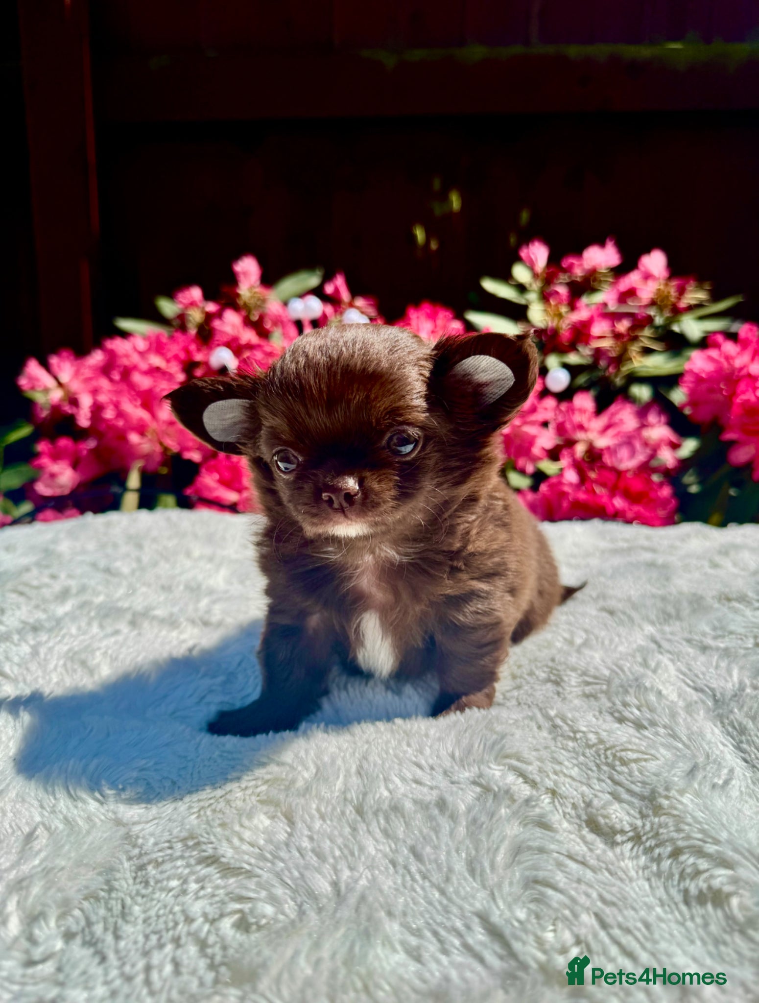 Chihuahua dogs 💙🤎 Unique KC LC Choco Chihuahuas, 2 Boys 🤎💙 - Advert 2