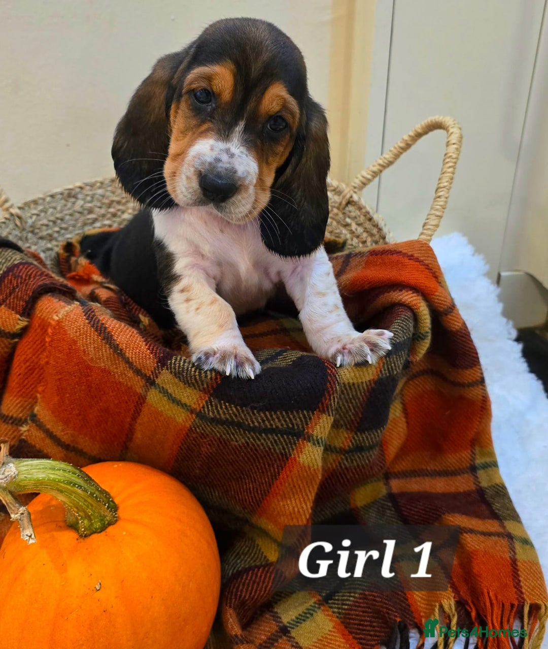 Basset Hound dogs for sale: Stunning Bassett Hound puppies - Image 10