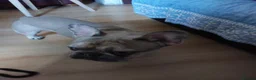 French Bulldog dogs for sale: Pablo - Advert 4