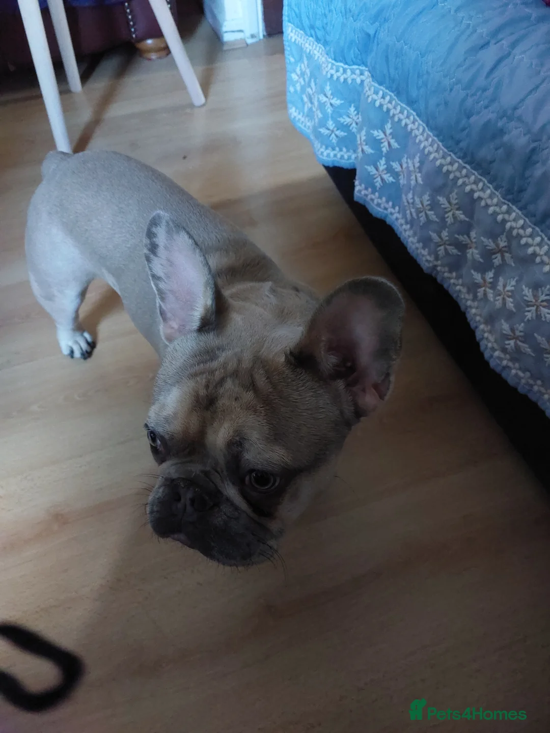 French Bulldog dogs for sale: Pablo - Advert 4