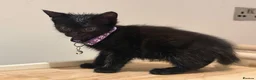 Domestic Shorthair cats for sale: Kittens - Advert 19