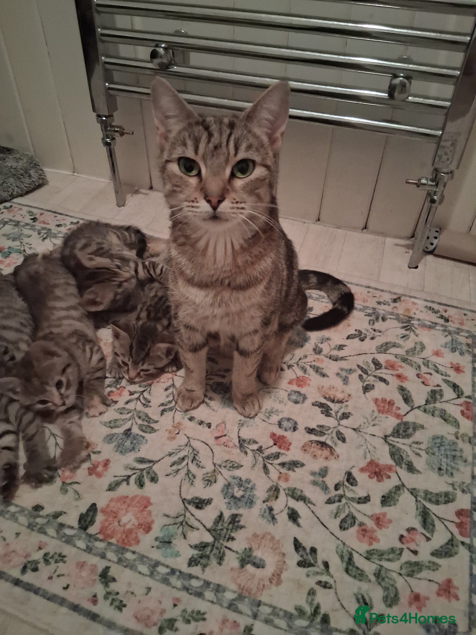British Shorthair cats Beautiful Champagne Toyger Kittens 😻 - Advert 1