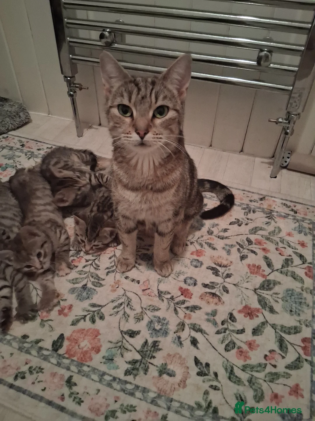 British Shorthair cats for sale: Beautiful Champagne Toyger Kittens 😻 in Preston - Advert 1