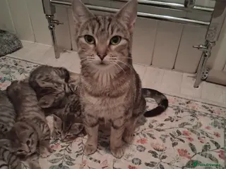 British Shorthair cats Beautiful Champagne Toyger Kittens 😻 - Advert 1