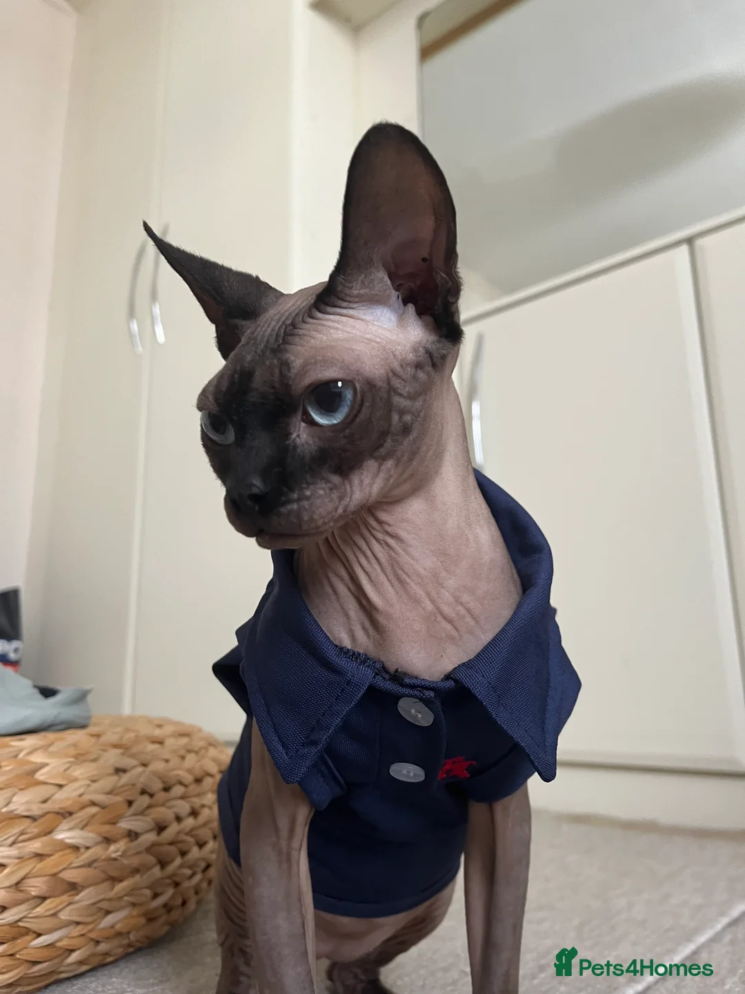 Sphynx cats for sale: Looking to rehome mushroom  in Dewsbury - Advert 2