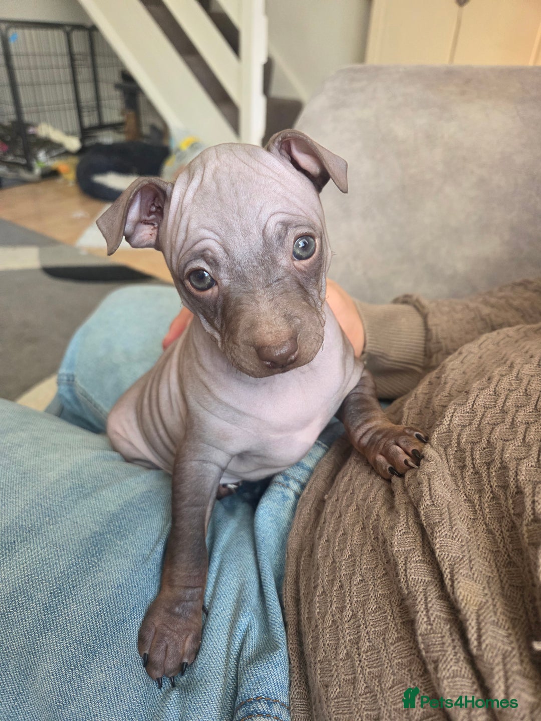 Mexican Hairless dogs for sale: American hairless terrier - Advert 12
