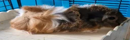 Guinea Pig rodents for sale: Beautiful funky guinea pigs - Advert 20