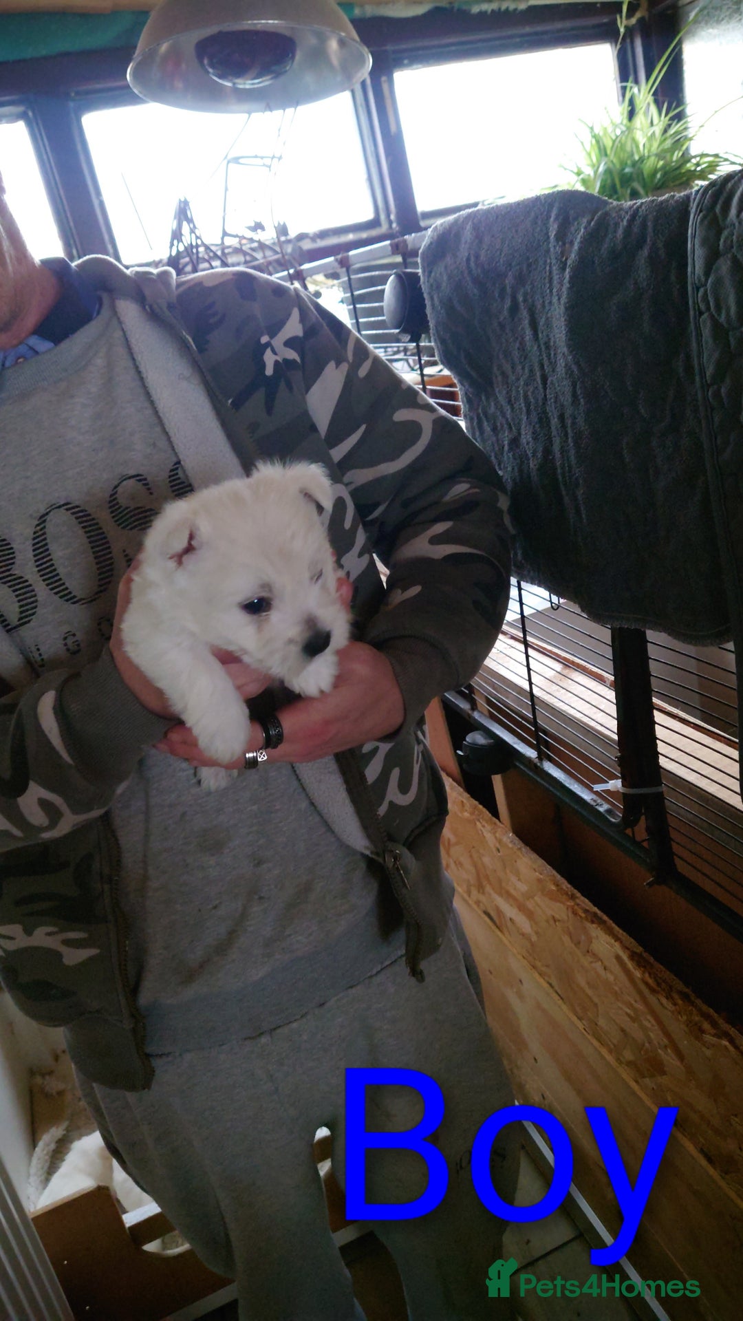 West Highland Terrier dogs for sale: West highland white terrier puppies - Advert 5