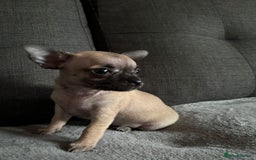 Chihuahua dogs for sale: Chihuahua Puppies For Sale Eastbourne  - Image 5