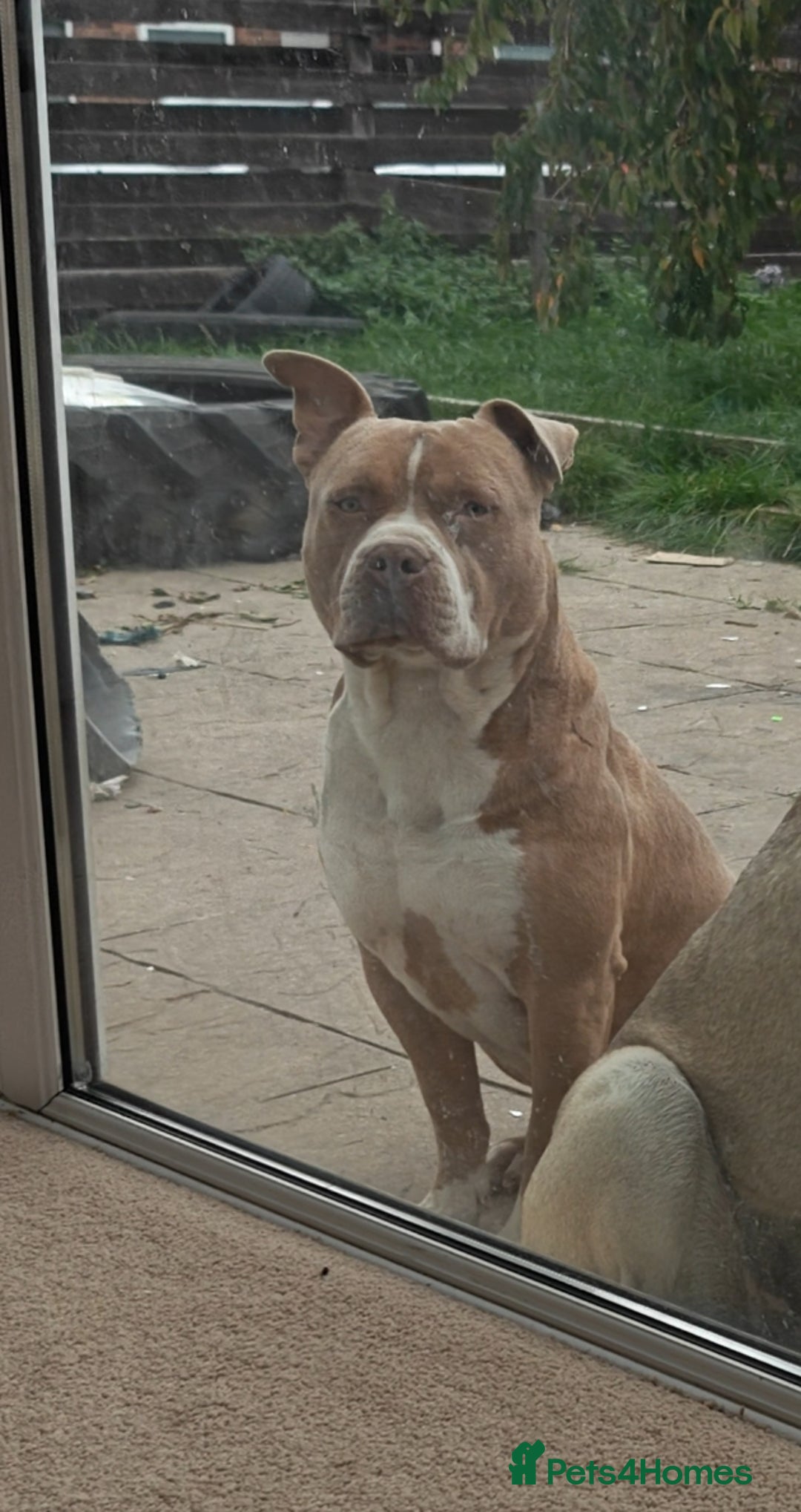 American Bully dogs for sale: Free to a good home - Advert 1