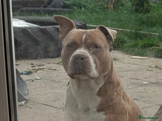 American Bully dogs needs a good home - Advert 1