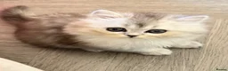 Mixed Breed cats for sale: Persian chinchilla kittens for sale  - Advert 10