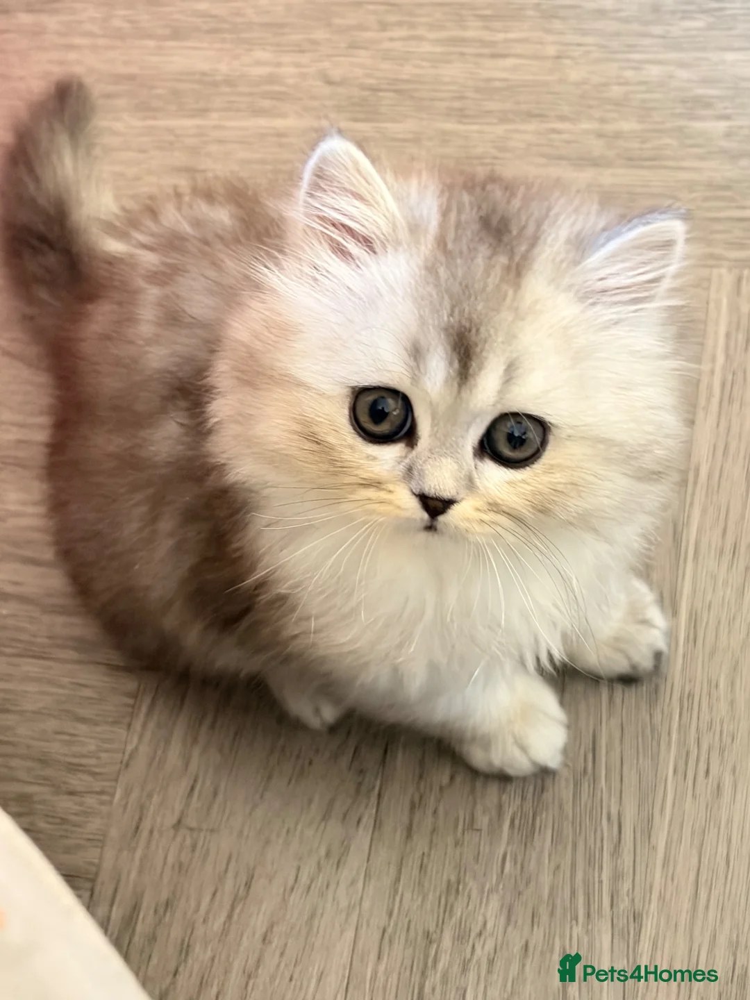 Mixed Breed cats for sale: Persian chinchilla kittens for sale  - Advert 10