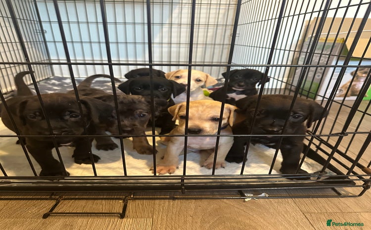 Mixed Breed dogs - Advert 1