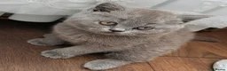 British Shorthair cats for sale: Beautiful BSH-kittens-Ready for Their New Homes - Advert 9