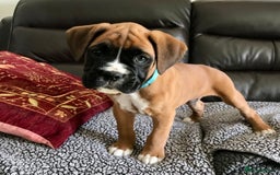Boxer dogs for sale: KC Reg Boxer Bobtail Boys READY NOW!!!! - Image 7