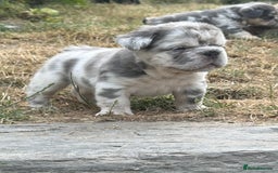 French Bulldog dogs for sale: 7 fluffy French Bulldogs puppies - Image 18