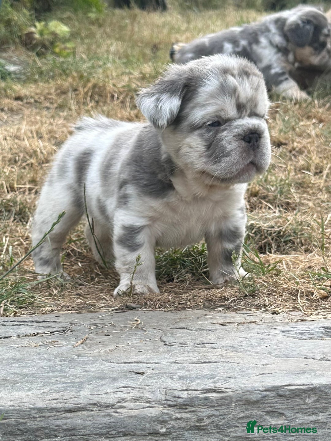 French Bulldog dogs for sale: 7 fluffy French Bulldogs puppies - Image 18