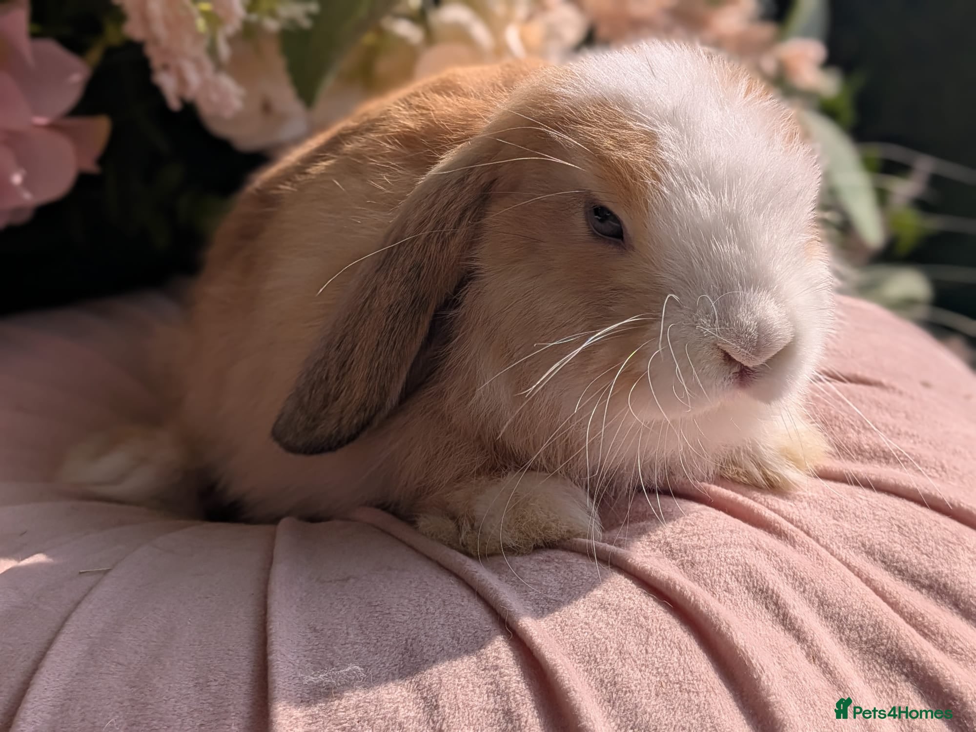 Mini Lop rabbits Mini lop  ready now - Advert 20