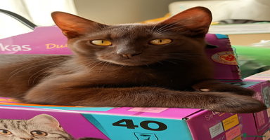 British Shorthair cats - Advert 4