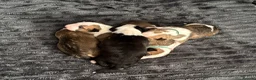English Bull Terrier dogs for sale: Beautiful KC Reg English Bull Terrier Puppies  - Advert 3