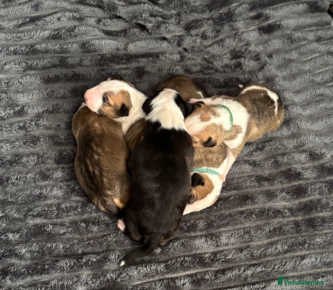English Bull Terrier dogs for sale: Beautiful KC Reg English Bull Terrier Puppies  - Advert 3