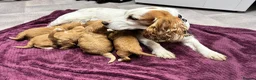 Cockapoo dogs for sale: Beautiful cockapoos in Axbridge - Advert 17