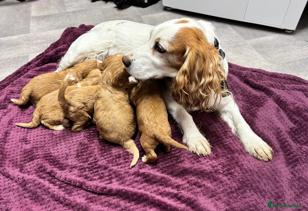 Cockapoo dogs for sale: Beautiful cockapoos in Axbridge - Advert 17