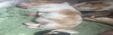 Basset Hound Puppy 8