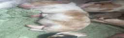 Basset Hound dogs for sale: Stunning basset pup - Advert 3