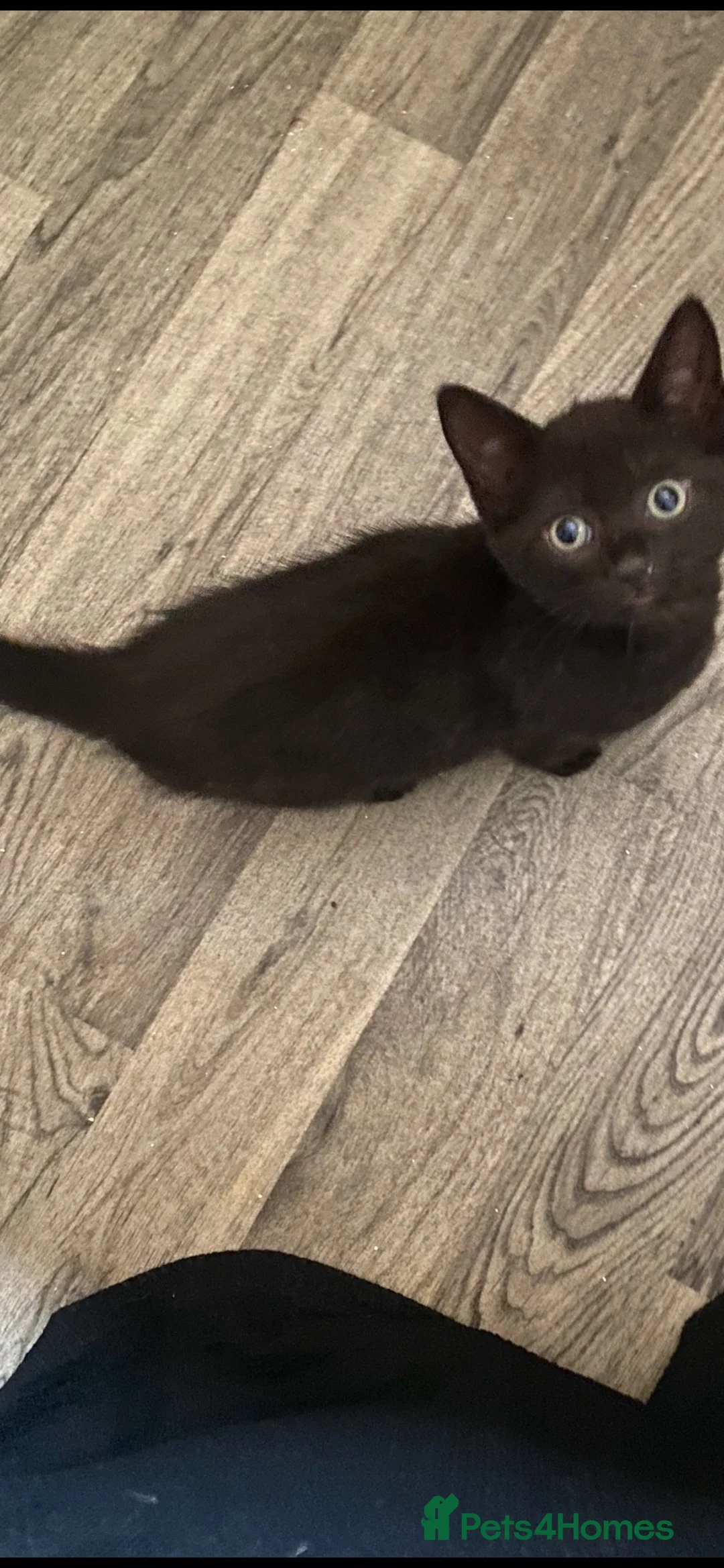 Domestic Shorthair cats for sale: Loving family wanted for our gorgeous female kitty - Advert 2