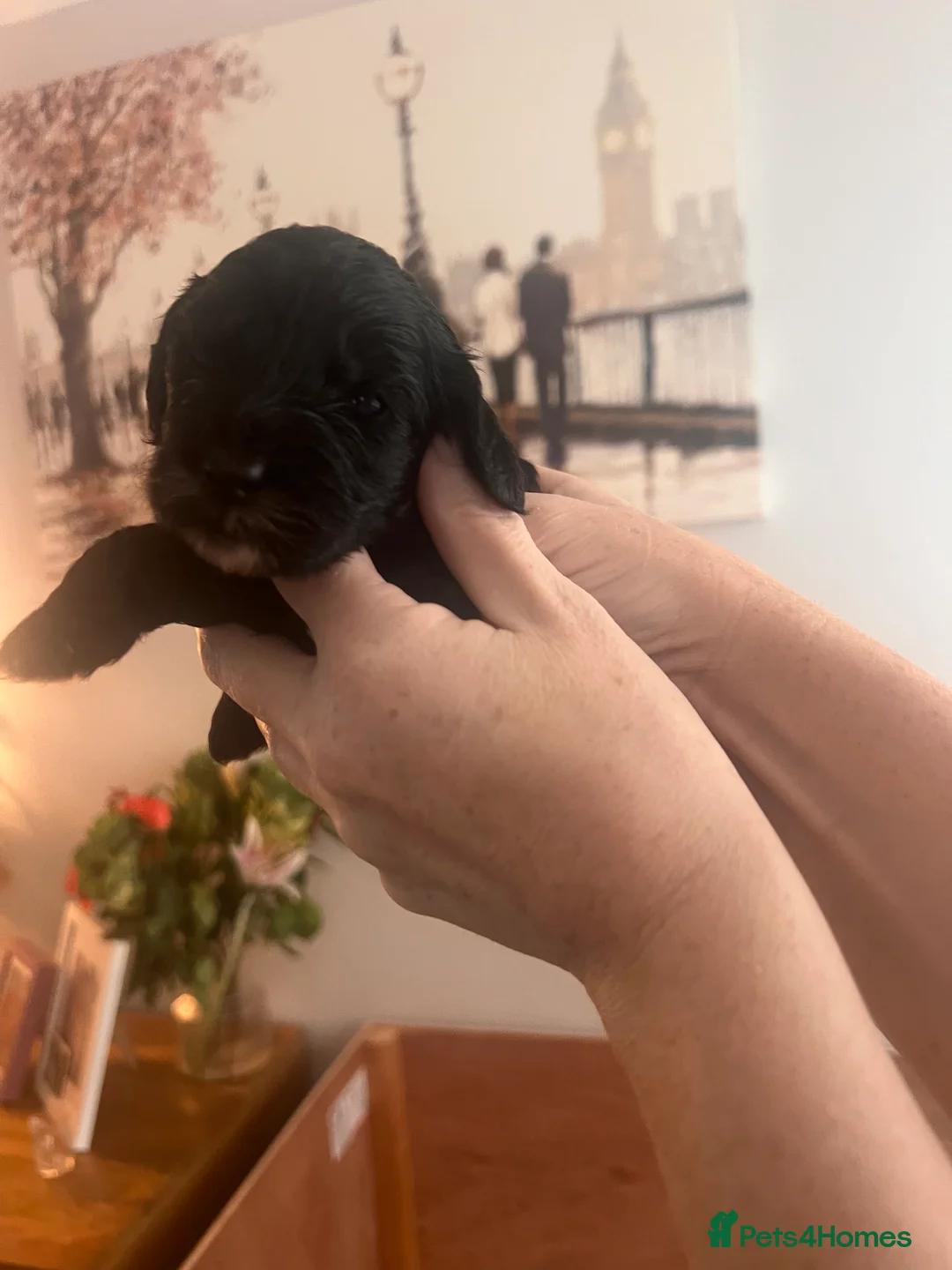 Cockapoo dogs for sale: 🐾 Beautiful Black & White F1B Cockapoo 🐾 - Advert 15