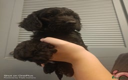 Cockapoo dogs for sale: Lovely cockapo puppies - Image 2