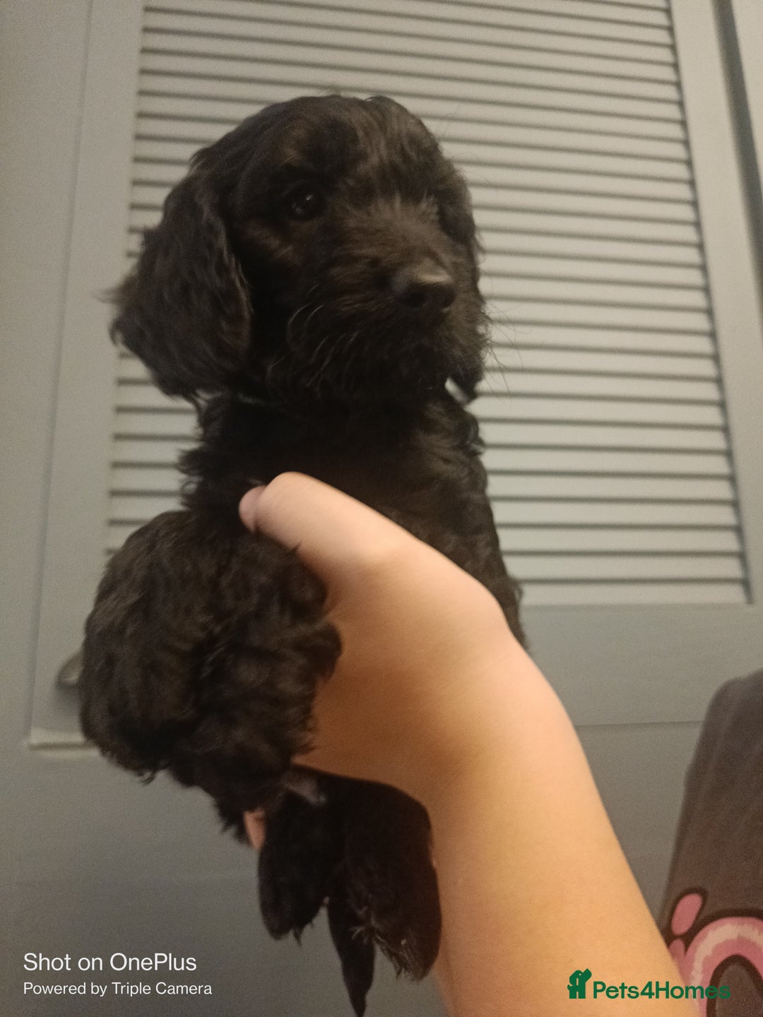 Cockapoo dogs for sale: Lovely cockapo puppies - Image 2