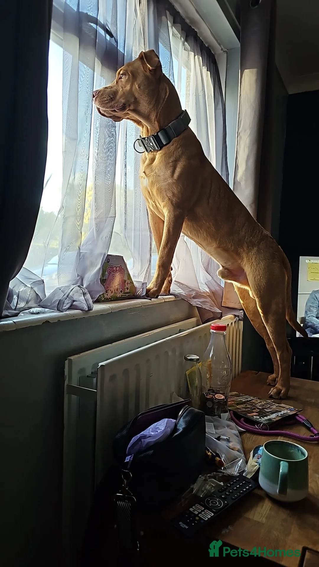 Mixed Breed dogs for sale: 7 month old Mastiff mix puppy  - Advert 2