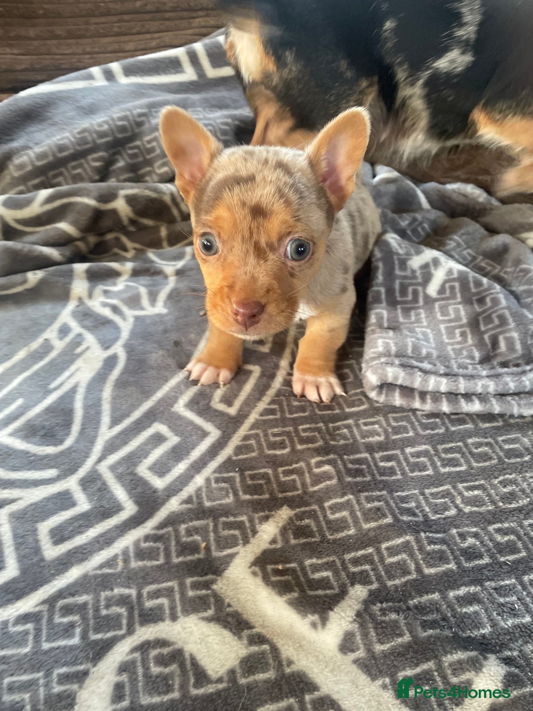 Mixed Breed dogs for sale: Jack Russell cross Chihuahua - Advert 6