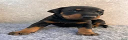 Dobermann dogs for sale: Outstanding Quality Dobermann puppies, KC REG - Advert 23