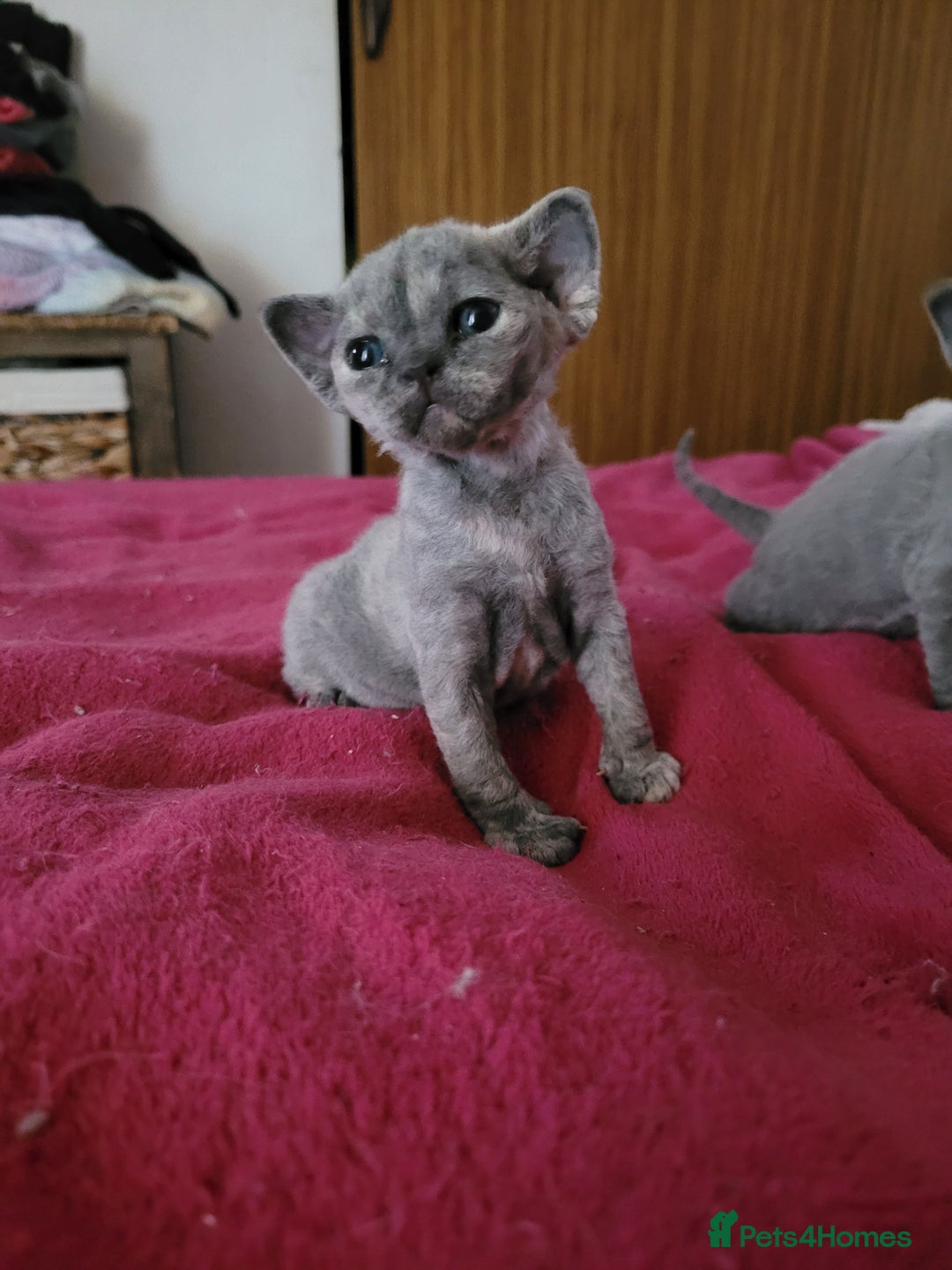 Devon Rex cats for sale: Beautiful GCCF Devon Rex kittens - Image 17