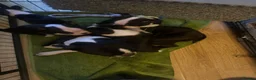 Boston Terrier dogs for sale: Kc reg Stunning full collar Boston terriers  - Advert 23